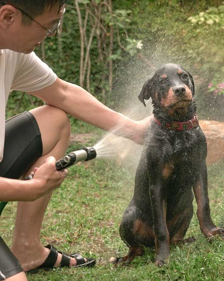 Using an outdoor shower for clean pets