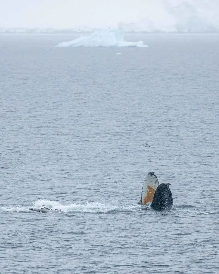 Humpback whales lunge feeding in Antarctica