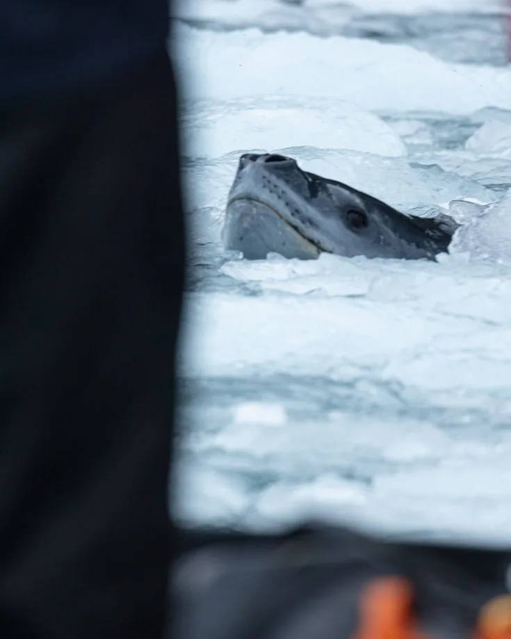 Leopard Seal Hunting In South Shetland Islands