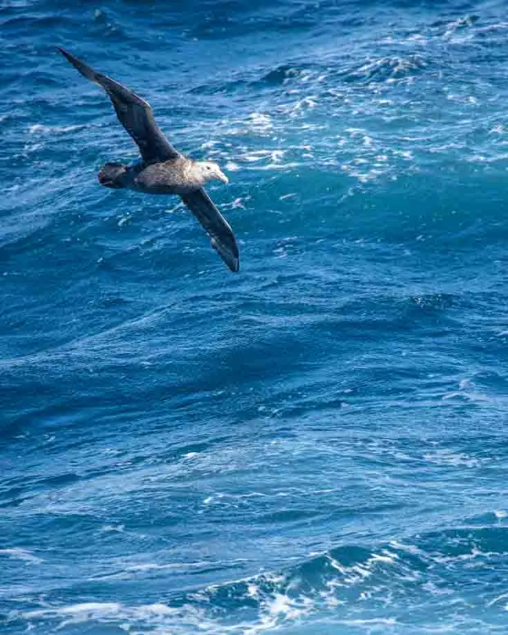 Beautiful Picture Of Giant Petrel Crossing The Drake Passage 