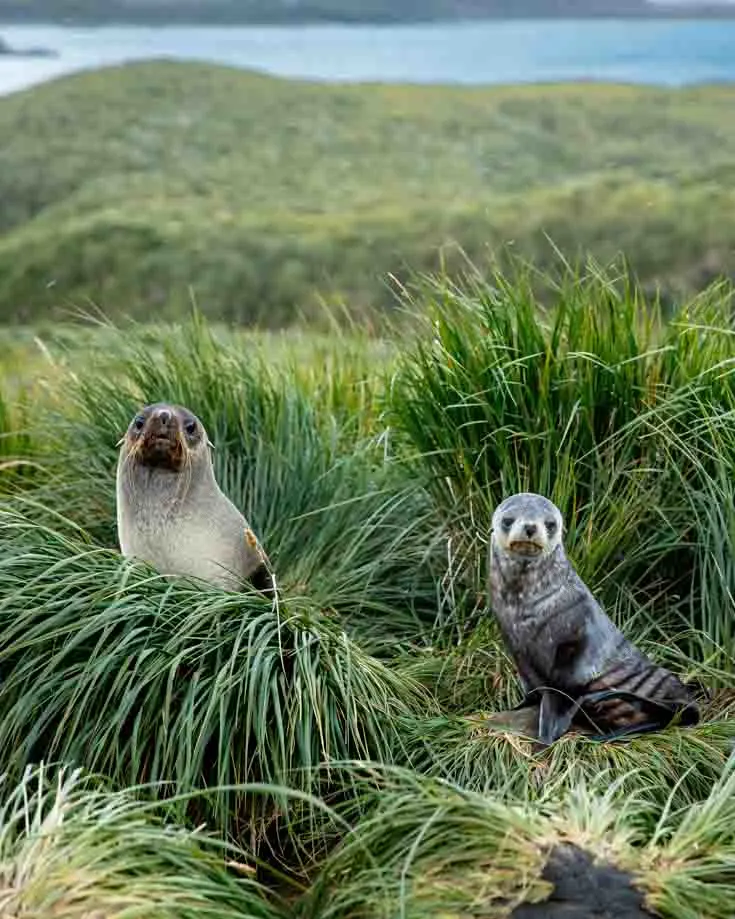 Phot of Antarctic Fur Seal and her pup in South Georgia