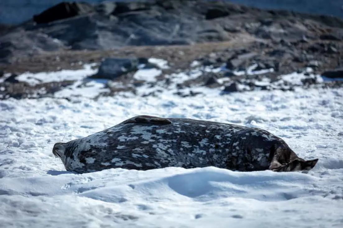 Antarrtcic photo of Singing Weddell Seals