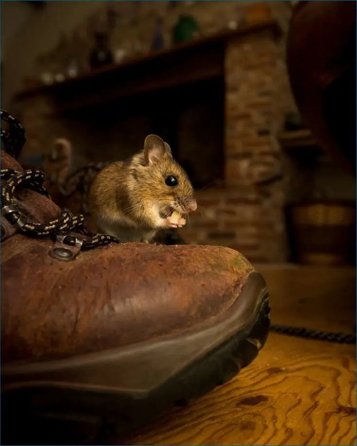 Mice will scurry around your camper