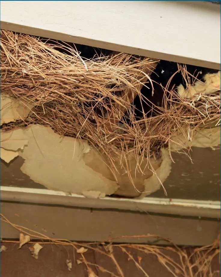 Mice will make nests in the walls and roof of your RV camper