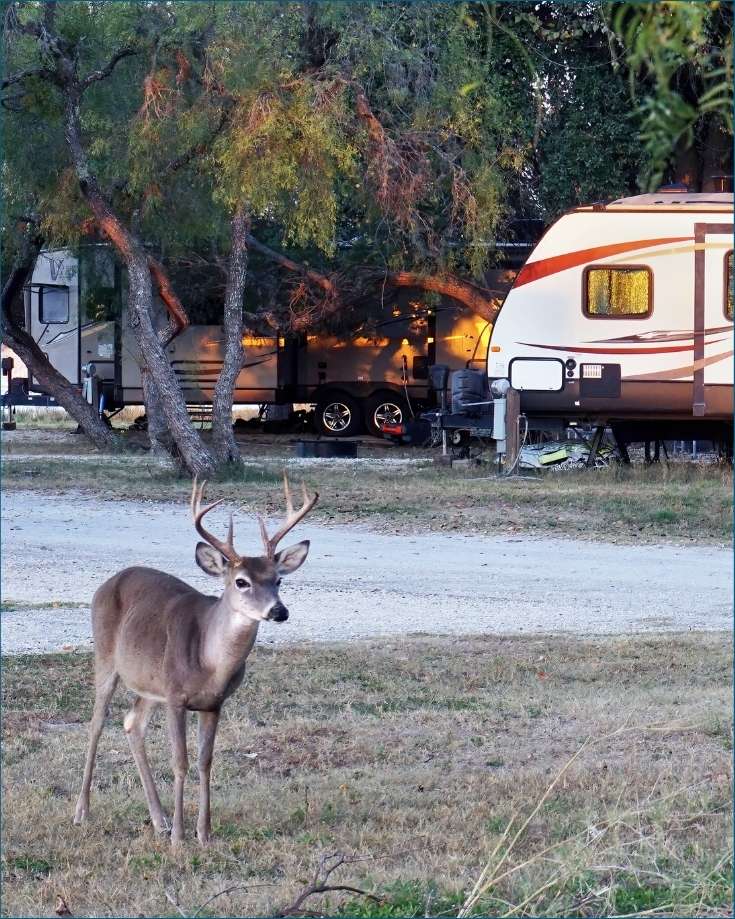 RVing allows you to get closer to nature