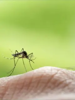 How to Keep Mosquitos Away While Camping